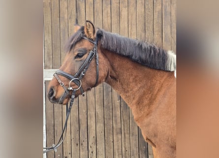 Hutsul, Caballo castrado, 4 años, 144 cm, Castaño