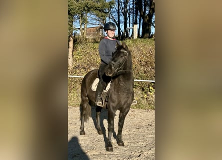 Hutsul, Caballo castrado, 4 años, 150 cm, Negro