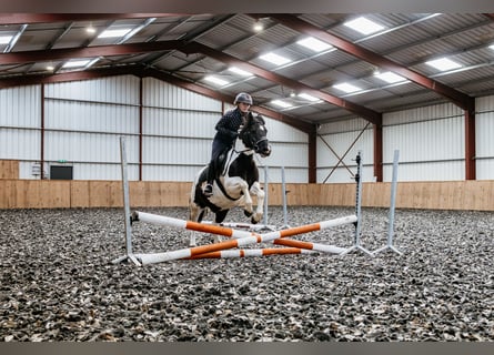 Hutsul, Caballo castrado, 5 años, 142 cm, Pío