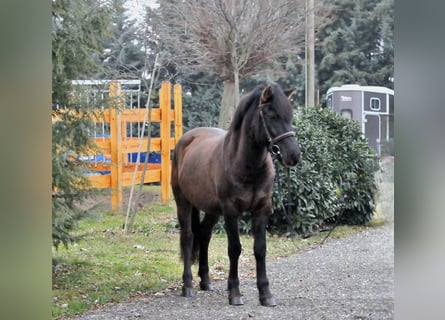 Hutsul, Caballo castrado, 5 años, 145 cm, Bayo