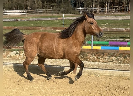 Hutsul, Caballo castrado, 5 años, 146 cm, Castaño
