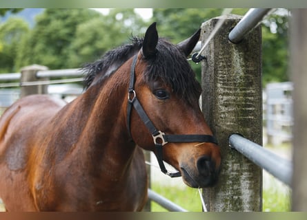 Hutsul, Caballo castrado, 8 años, 140 cm, Castaño oscuro