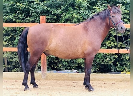 Hutsul, Caballo castrado, 9 años, 148 cm, Castaño oscuro