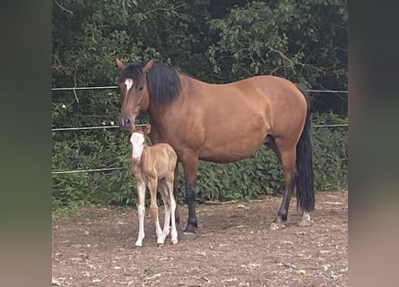 Hutsul, Yegua, 8 años, 148 cm, Castaño