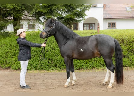 Huzule, Hengst, 3 Jahre, 143 cm, Tobiano-alle-Farben