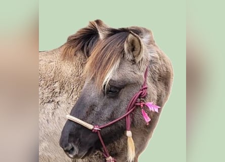 Huzule, Merrie, 2 Jaar, 138 cm, Falbe