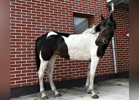 Huzule, Merrie, 4 Jaar, 146 cm, Gevlekt-paard