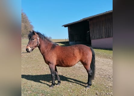 Huzule, Merrie, 5 Jaar, 130 cm, Bruin