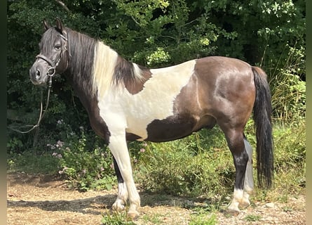 Huzule, Ruin, 12 Jaar, 144 cm, Gevlekt-paard
