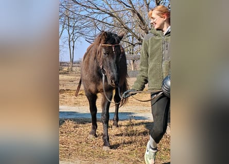 Huzule, Ruin, 3 Jaar, 145 cm, Buckskin