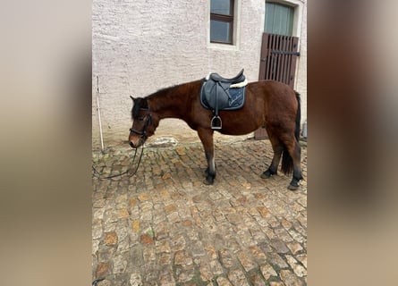 Huzule, Ruin, 4 Jaar, 138 cm, Bruin