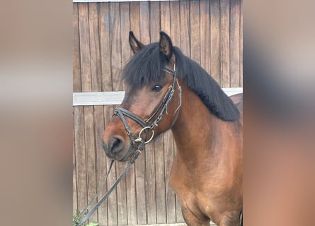 Huzule, Ruin, 4 Jaar, 138 cm, Bruin