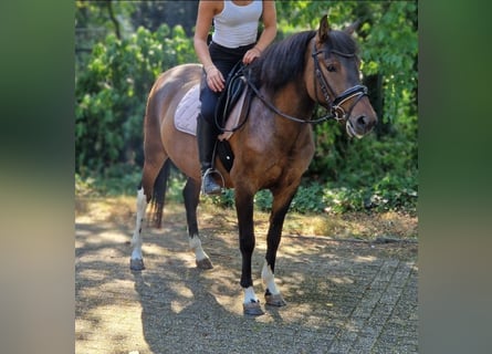 Huzule Mix, Ruin, 5 Jaar, 130 cm, Gevlekt-paard