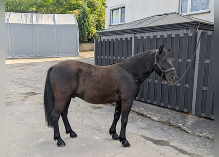 Huzule, Ruin, 5 Jaar, 143 cm, Zwart