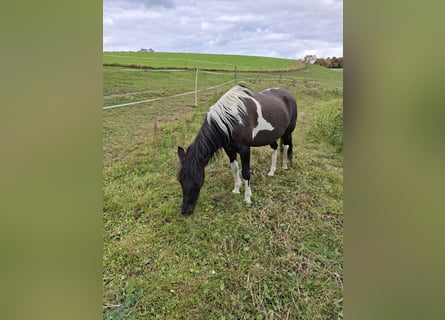 Huzule, Stute, 13 Jahre, 135 cm, Schecke