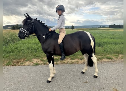 Huzule Mix, Stute, 3 Jahre, 138 cm, Schecke