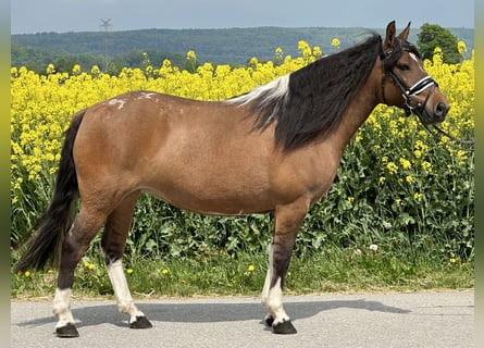 Huzule, Stute, 5 Jahre, 140 cm, Schecke