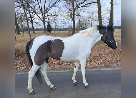 Huzule, Stute, 6 Jahre, 136 cm, Schecke