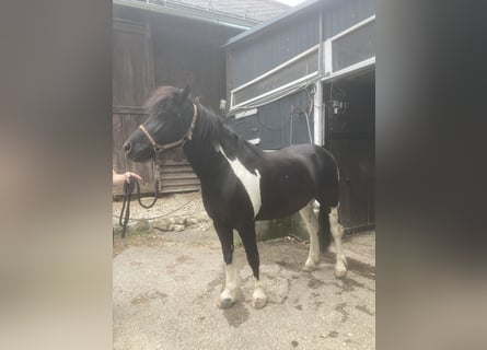 Huzule Mix, Wallach, 13 Jahre, 137 cm, Schecke