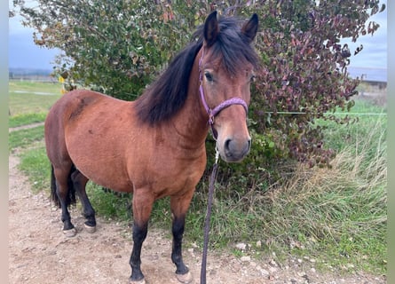 Huzule, Wallach, 3 Jahre, 138 cm, Brauner