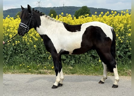 Huzule, Wallach, 3 Jahre, 143 cm, Schecke