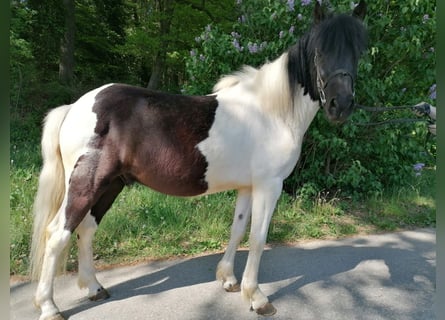 Huzule, Wallach, 4 Jahre, 138 cm, Schecke