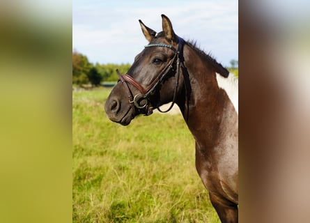 Huzule, Wallach, 4 Jahre, 143 cm, Schecke