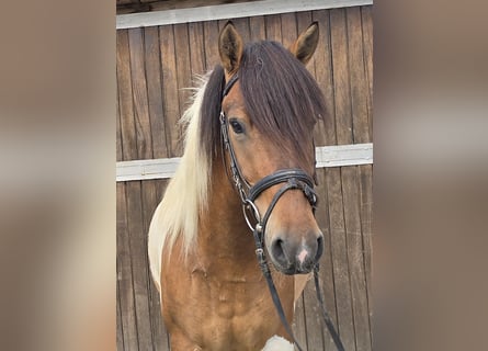 Huzule, Wallach, 4 Jahre, 146 cm, Schecke