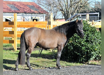 Huzule, Wallach, 5 Jahre, 145 cm, Falbe