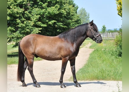 Huzule, Wallach, 5 Jahre, 145 cm, Falbe