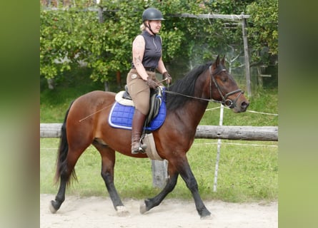 Huzule Mix, Wallach, 5 Jahre, 150 cm, Brauner