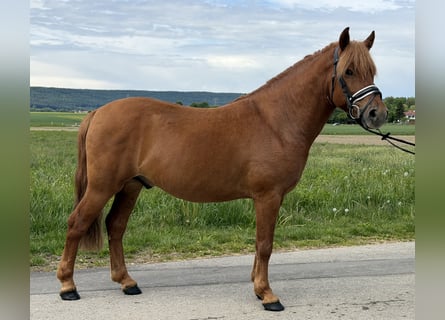 Huzule, Wallach, 6 Jahre, 140 cm, Fuchs