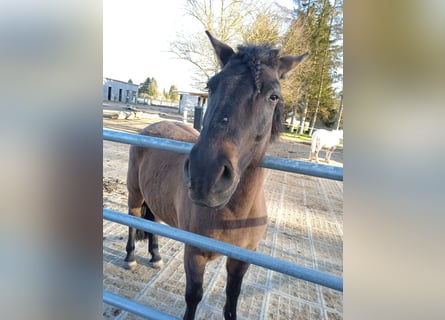 Huzule, Wallach, 7 Jahre, 145 cm, Dunkelbrauner