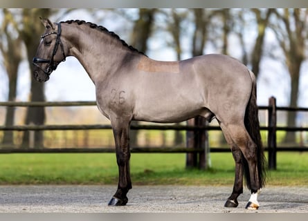 Lusitano, Stallone, 13 Anni, 163 cm, Grullo