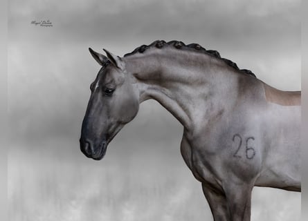 Lusitanos, Semental, 12 años, 163 cm, Grullo