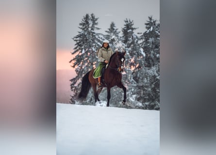 Lusitano, Hengst, 11 Jaar, 168 cm, Bruin