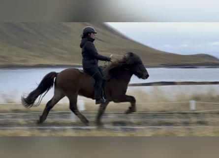 Icelandic Horse, Gelding, 10 years, 13.2 hh, Brown