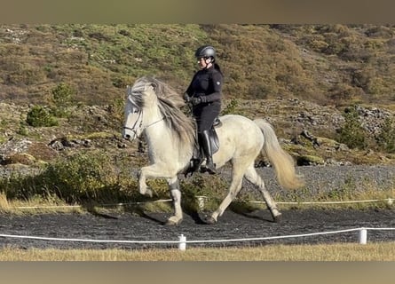 Icelandic Horse, Gelding, 10 years, 13.2 hh, Gray