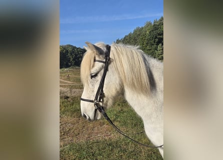 Icelandic Horse, Gelding, 10 years, 13.2 hh, Grey