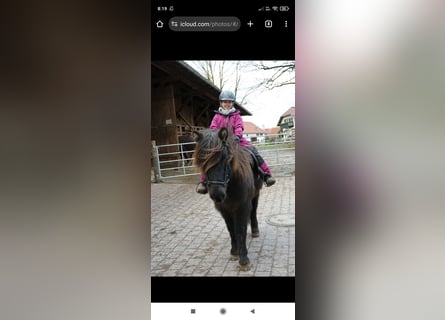 Icelandic Horse, Gelding, 10 years, 13,3 hh, Black