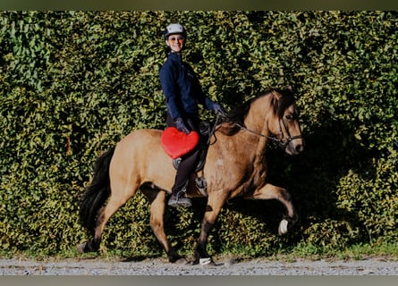 Icelandic Horse, Gelding, 10 years, 13.3 hh, Buckskin