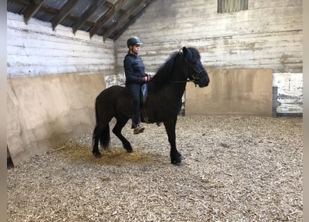 Icelandic Horse, Gelding, 10 years, 14.2 hh, Black