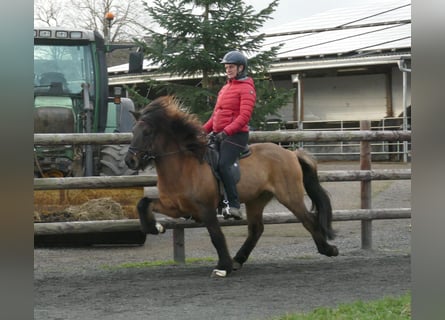 Icelandic Horse, Gelding, 11 years, 13.2 hh, Dun