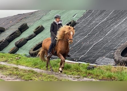 Icelandic Horse, Gelding, 11 years, 14,1 hh, Chestnut-Red