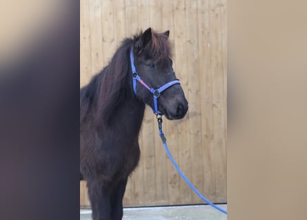 Icelandic Horse, Gelding, 11 years, Black