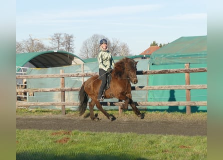 Icelandic Horse, Gelding, 12 years, 13,3 hh, Black