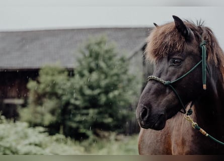 Icelandic Horse, Gelding, 12 years, 13,1 hh, Black
