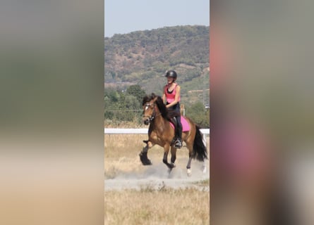 Icelandic Horse, Gelding, 12 years, 13,1 hh, Brown
