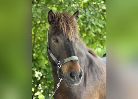 Icelandic Horse, Gelding, 12 years, 14.1 hh, Brown