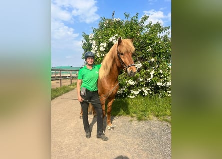 Icelandic Horse, Gelding, 12 years, 15.1 hh, Chestnut-Red